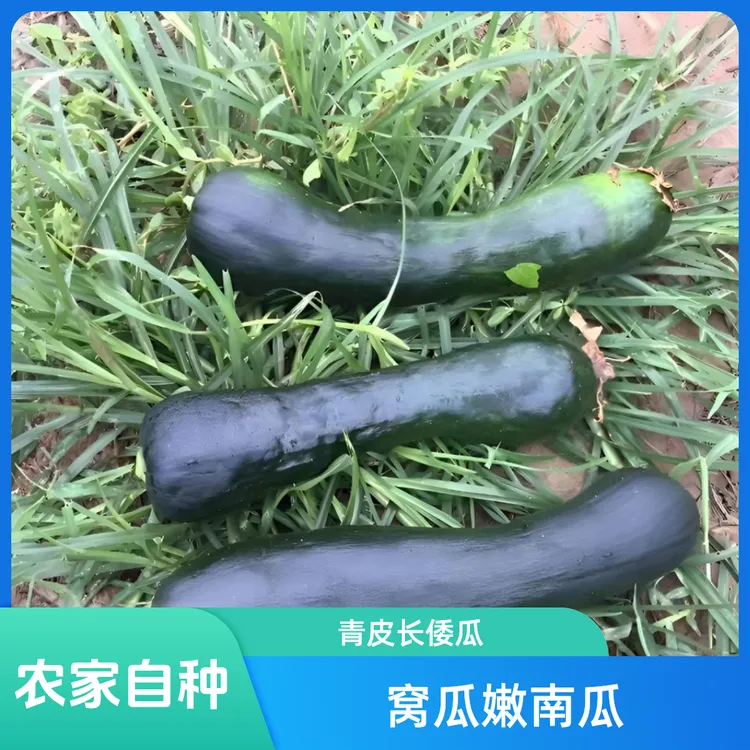 河南窝瓜嫩南瓜小南瓜批发青皮长倭瓜新鲜蔬菜农家自种1斤5斤包邮