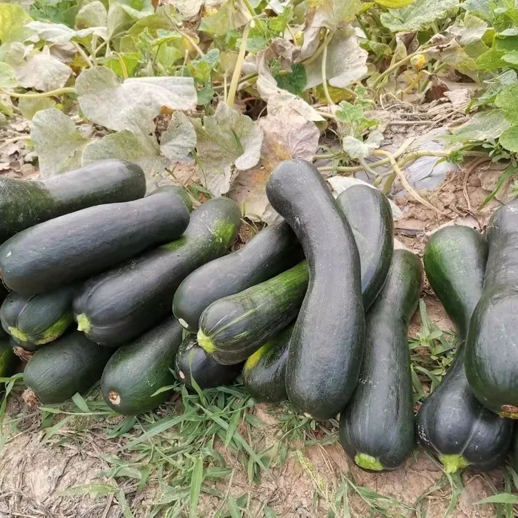 嫩南瓜新鲜河南窝瓜小南瓜批发青皮倭瓜新鲜蔬菜包邮1斤