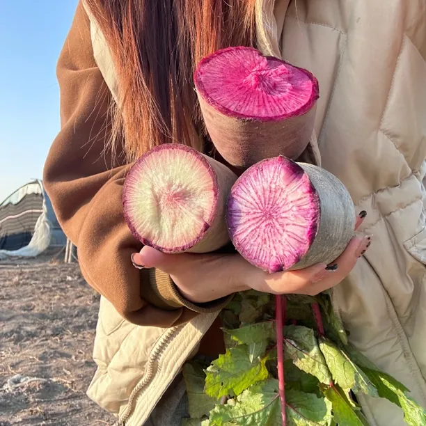 顺丰速运冰淇淋萝卜