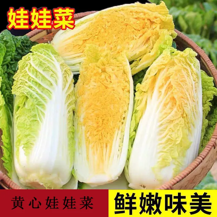 甘肃露天娃娃菜新鲜农家菜黄心叶菜蔬菜带箱【5斤9斤装】