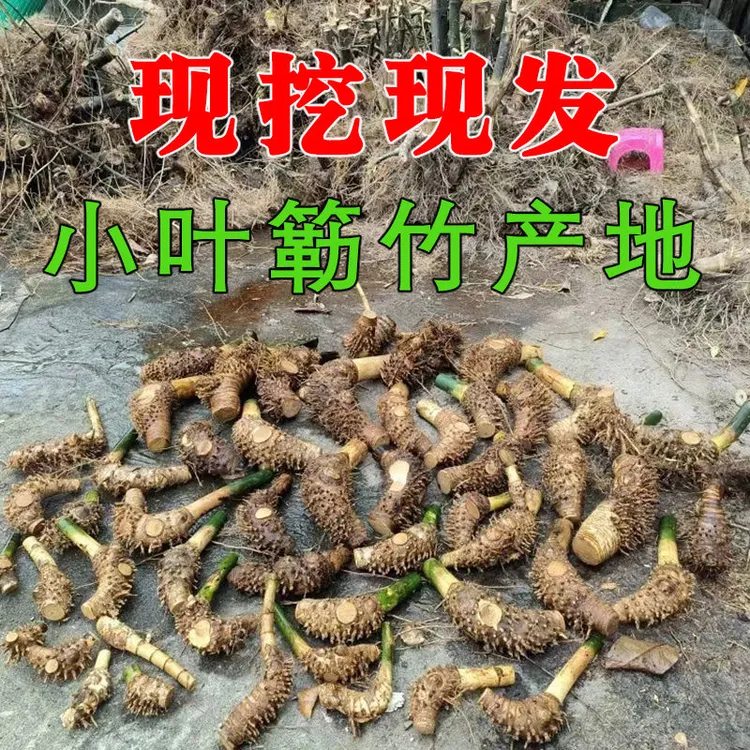 小叶簕竹根老桩富贵观音竹根苗庭院绿植宝栽室内盆景月牙宝塔桩