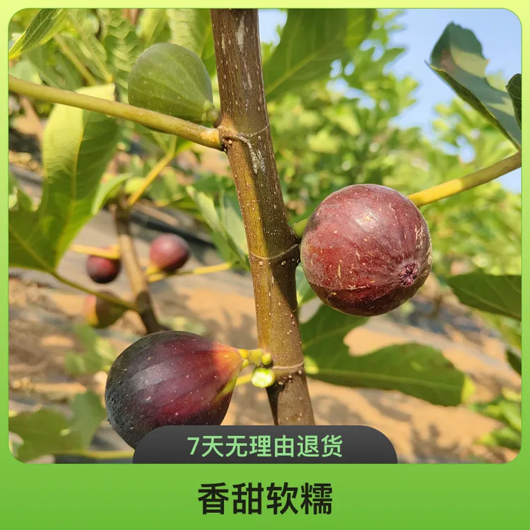 黑香蜜水果熟了，来自海南北纬18度的诱惑，香甜软糯，果香浓郁