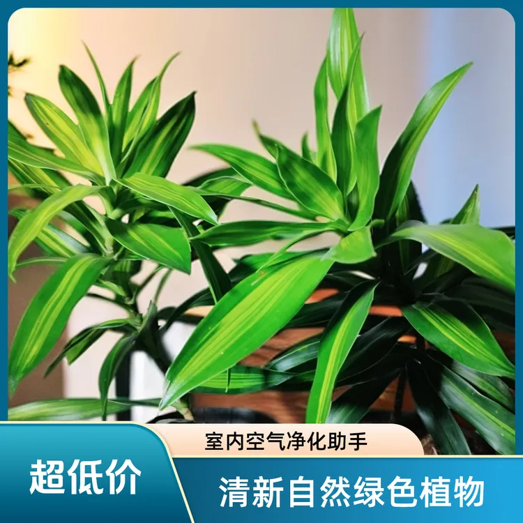 【新人特惠/限量】金心百合竹基地直销网红土培室内盆栽懒人好养