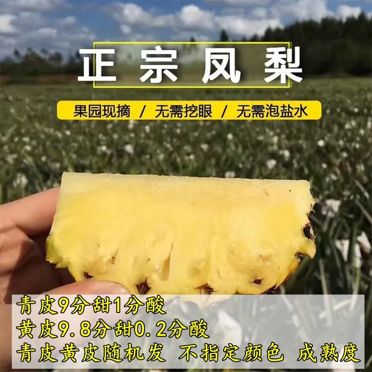 放黄再吃更甜西双版纳金钻凤梨香甜多汁不用泡盐水挖眼