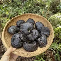 云南土特产【黑灵之】泡水，煮水，养生好物推荐