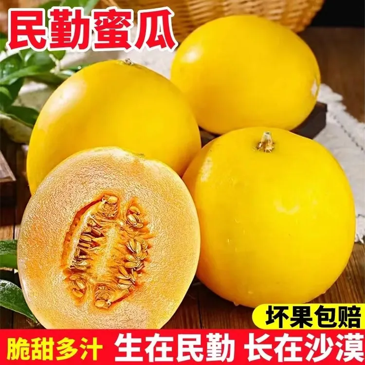 【于甄鲜选】甘肃民勤黄河蜜瓜超甜沙漠甜瓜产地直发4.5-9斤装