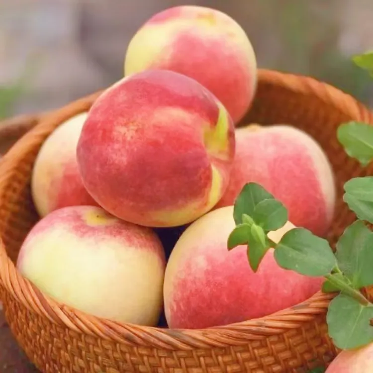【于甄鲜选】山东金秋红蜜桃脆冬桃甜现摘现发蜜桃新鲜水果4.5-5斤