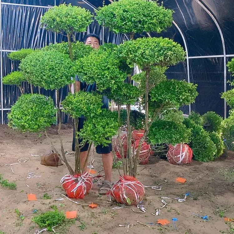 小叶造型树地景盆景，规格齐全，庭院种植
