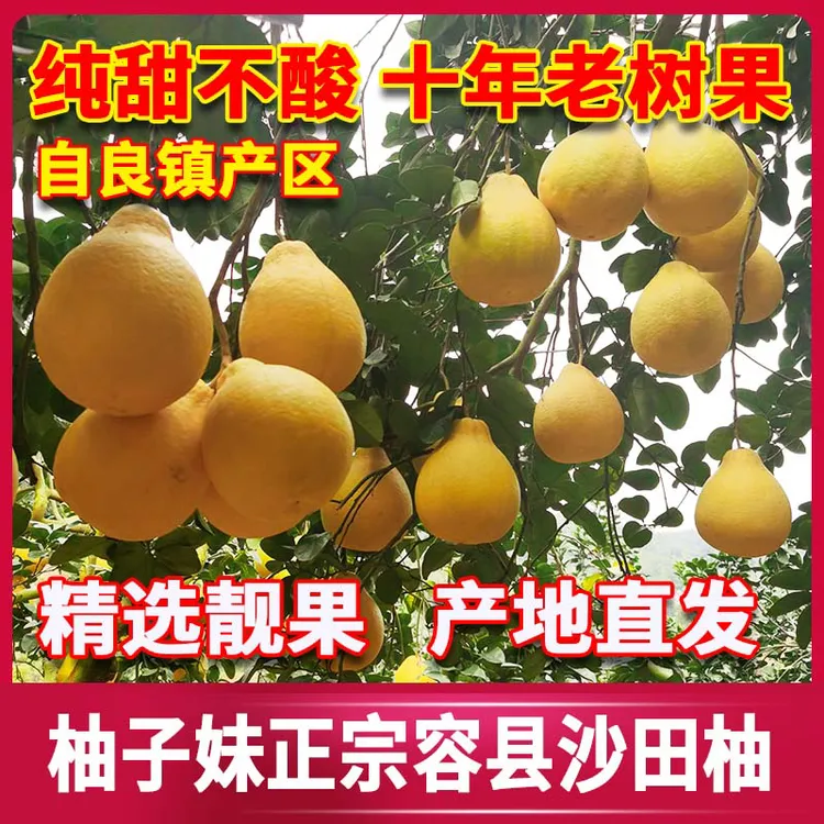 正宗自良沙田柚  自家果园老树果，皮薄肉甜脆  纯甜无酸