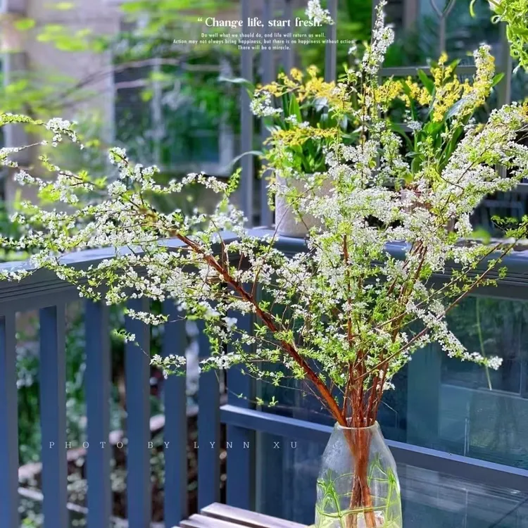 网红款鲜枝雪柳泡水开花水培冬季耐寒花卉干枝遇水家居室内绿植