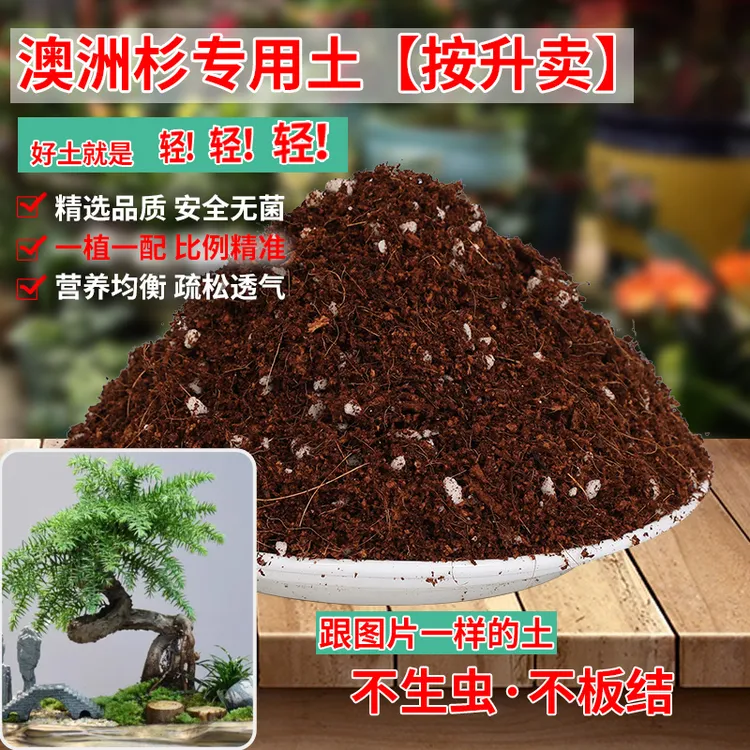 澳洲杉专用土南洋松盆栽有机肥料奥州松树盆景土澳洲杉专用营养土