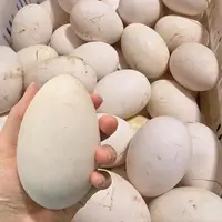 现收农家老鹅蛋五个装