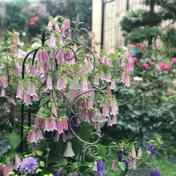 逸棵海明/重瓣紫斑垂吊风铃草花苗小苗四季阳台庭院盆栽宿根
