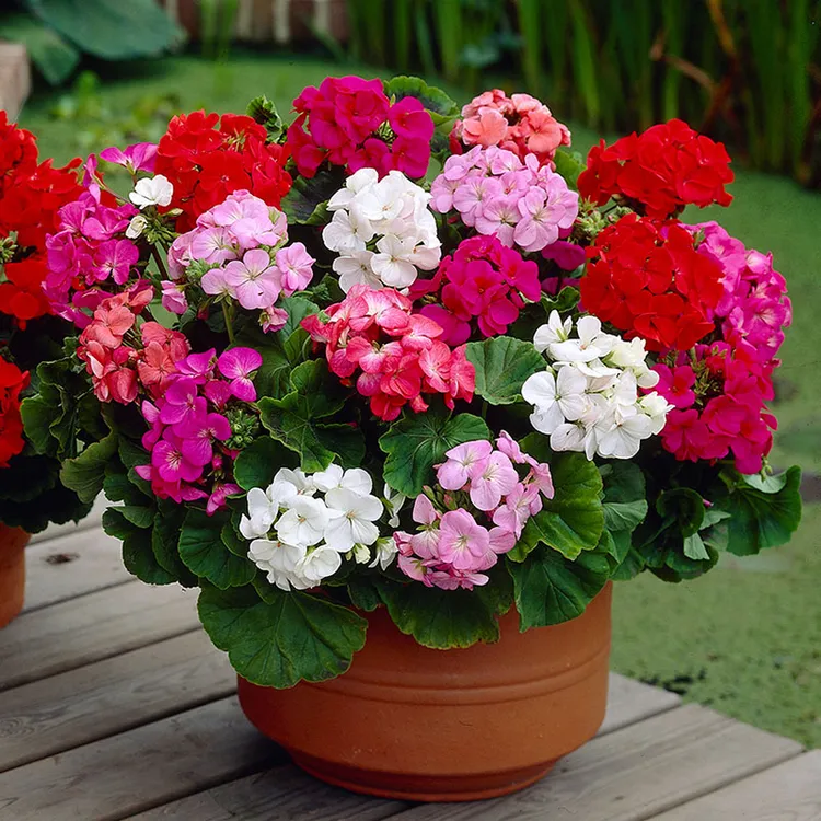 逸棵海明/天竺葵花苗大花开花阳台庭院盆栽多年生室内外冬季