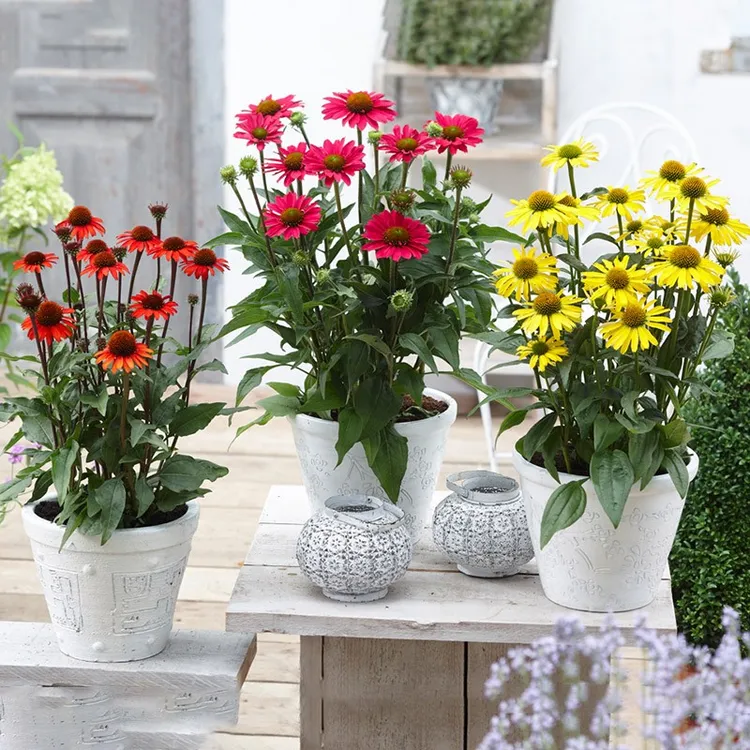 逸棵矮杆紫松果菊花种种子籽重瓣种子宿根四季开花多年生阳台庭院