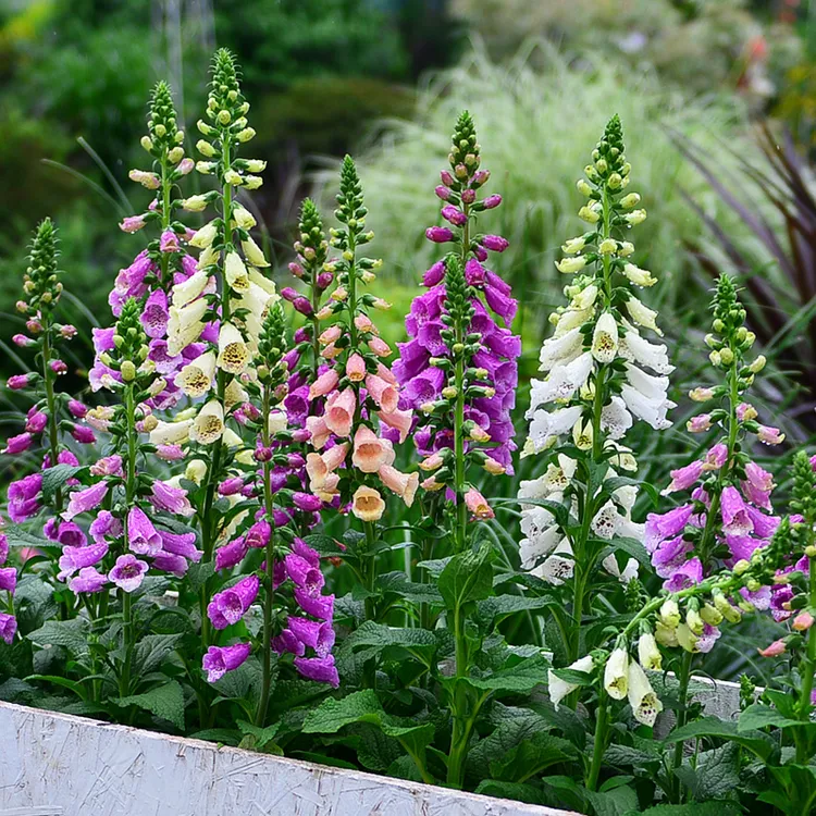 逸棵毛地黄花苗花种子籽苗四季种开花阳台庭院室外易种活花卉