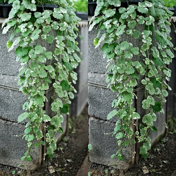 逸棵花叶活雪丹种苗盆栽室内室外四季种绿植易种易活植物