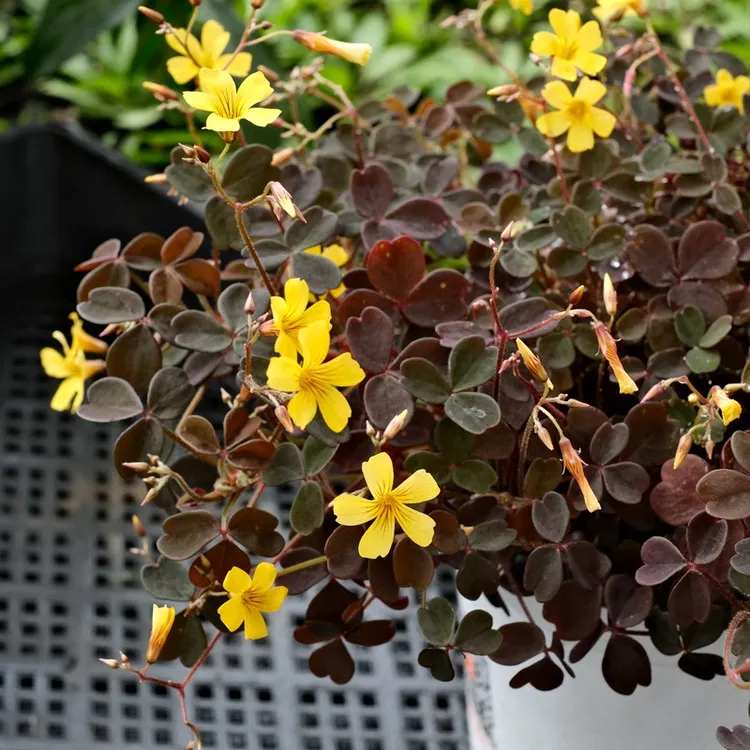 逸棵海明/熔岩酢浆草花苗小苗阳台庭院盆栽庭院室内外易种植物