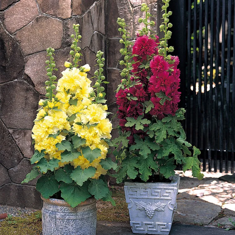 逸棵海明/重瓣蜀葵花苗种籽苗盆栽四季种开花阳台庭院室内外