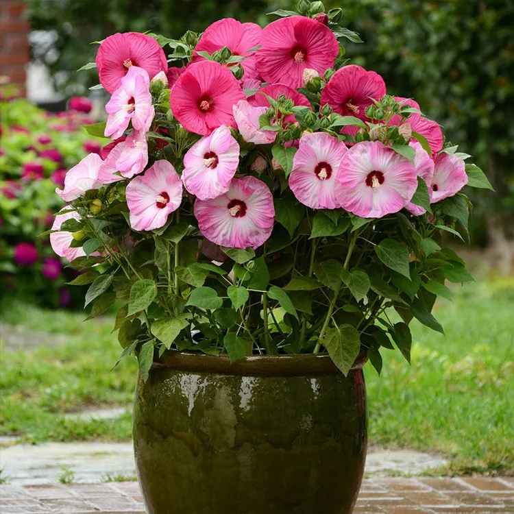 逸棵多年生芙蓉葵四季种开花阳台庭院花卉盆栽自然美观基地发货