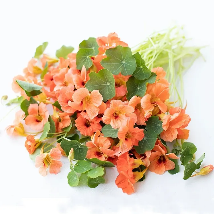 逸棵海明/旱金莲花苗旱荷花苗阳台庭院室内外盆栽易开花冬季