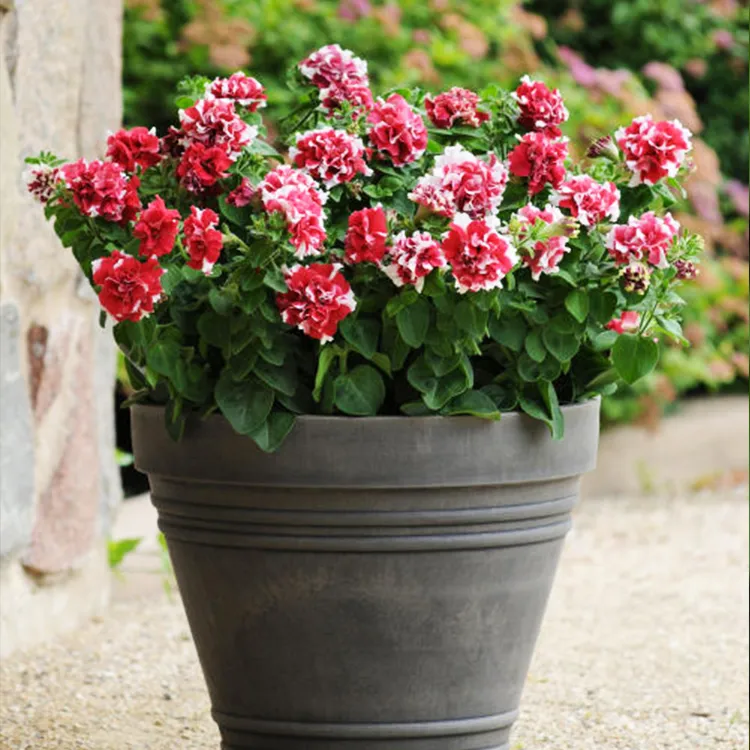 逸棵重瓣矮牵牛花苗盆栽四季种阳台庭院春季栽培花卉易种活