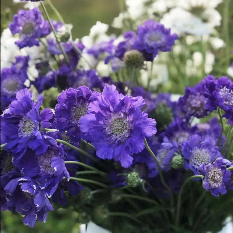 逸棵高加索蓝盆花苗四季种开花多年生阳台庭院草本花卉蓝色