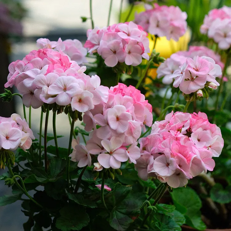 逸棵海明/天竺葵花苗小苗直立四季开花阳台庭院室内外盆栽多年生