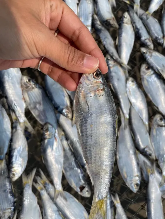 （红岛发货）本地晒燕子鱼又叫青板鱼（干度不干，冷冻保存）