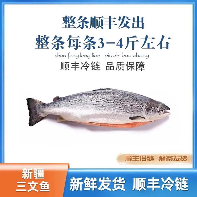 国产新疆三文鱼 新鲜刺身整条日料即食寿司开片去刺批发虹鳟鱼