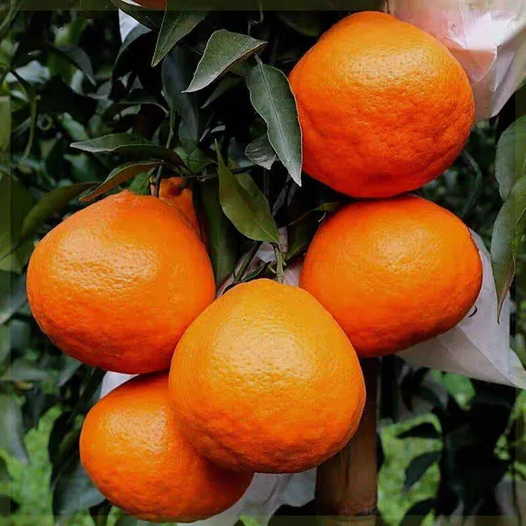 四川春见耙耙柑桔子树苗 丑橘子树苗 嫁接桔子苗丑八怪柑桔树苗商品图