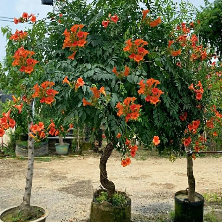 凌霄树苗爬藤植物 盆栽地栽凌霄花苗 凌霄花庭院种植凌霄苗