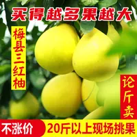 【现摘！论斤卖！】正宗梅州蜜柚红心柚梅县三红柚子应季水果新鲜采摘