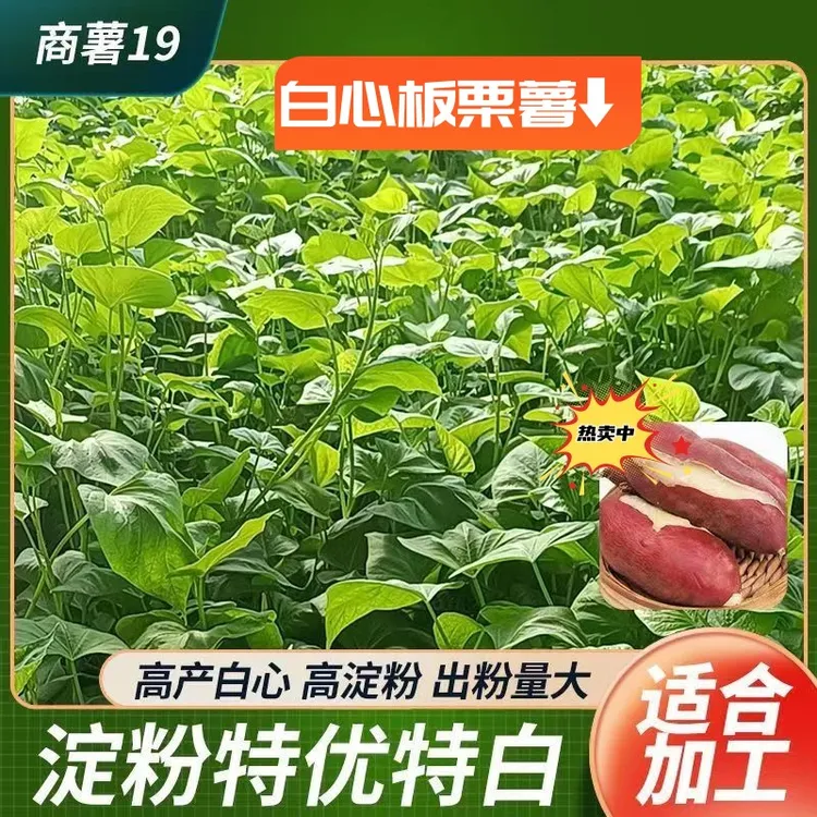 商薯19高剪脱毒原种苗原产地直发100颗斤