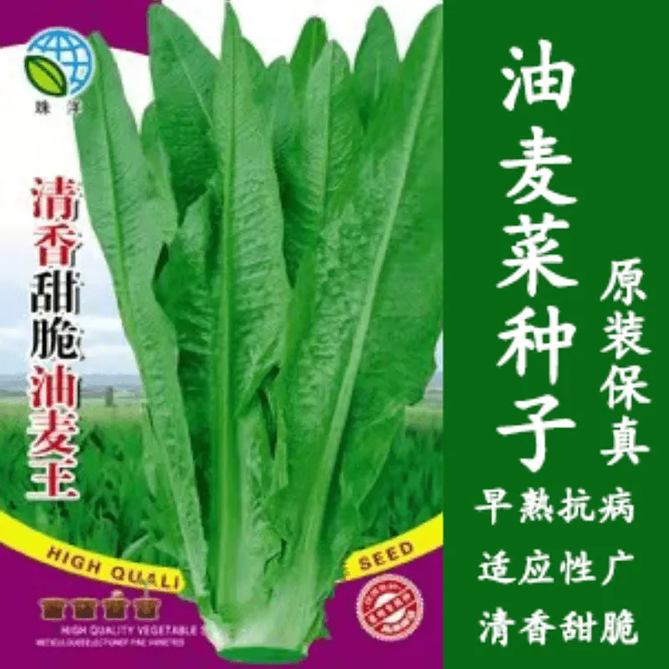 四季油麦菜种子耐热寒鲜嫩清香庭院盆栽四季春季秋冬夏蔬菜子大全