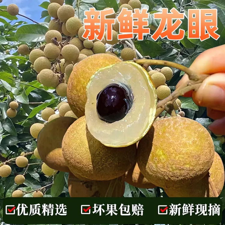 【顺丰包邮】漳州原产新鲜现摘现发优质皮薄肉厚多汁龙眼2.8/4.5斤