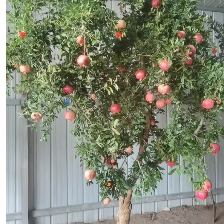 新品种慕乐超软籽石榴树