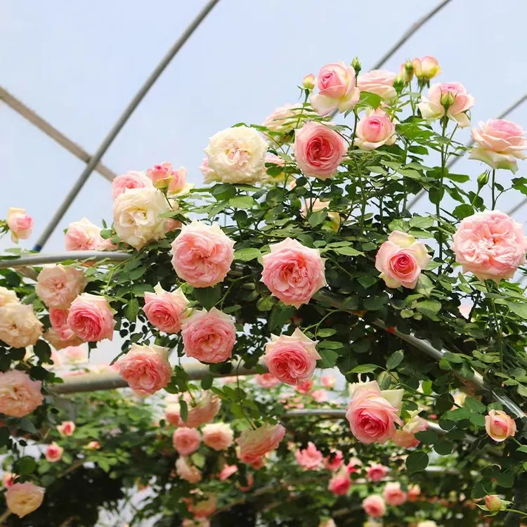 【黑马园艺】3颗装月季花苗老桩嫁接玫瑰花老根颜色随机发货