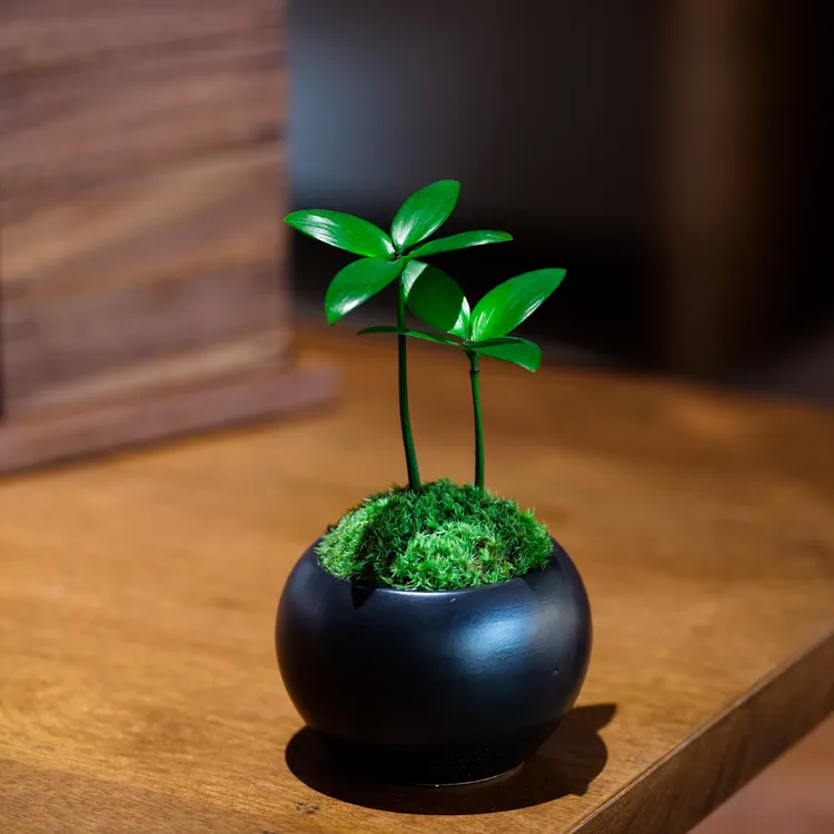 【竹柏】桌面微景观观叶茶桌瓶白发藓四叶草四季长青创意造景绿植商品图