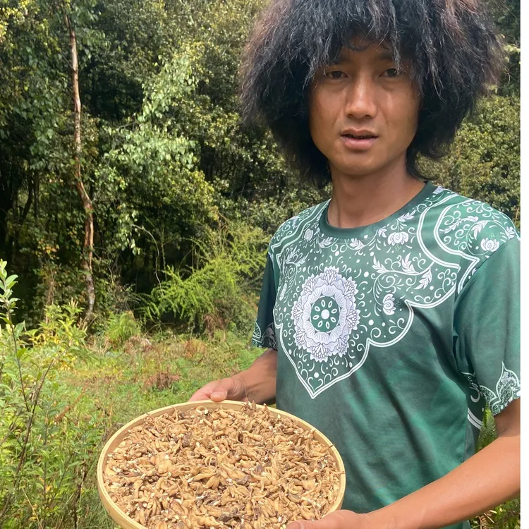 【西藏高海拔手掌参】