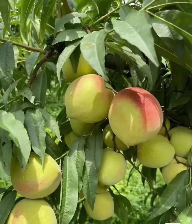 正宗连平上坪鹰嘴桃清甜爽脆皮溥时令水果广东特产