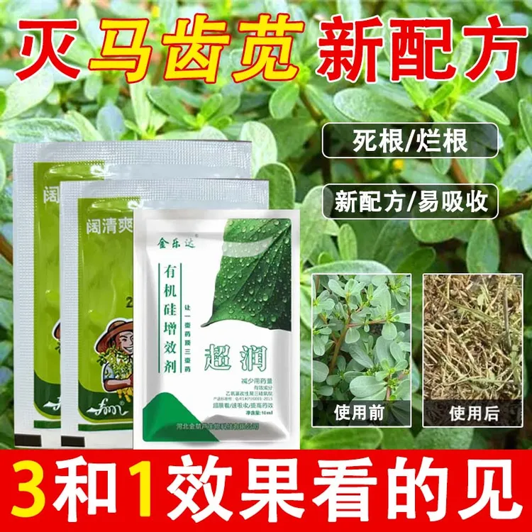 【小六推荐】蔬菜田白菜萝卜三合一马齿苋马齿菜蚂蚁菜有机质叶面肥