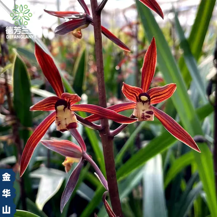 过年开花金边墨兰企黑浓香型室内阳台花卉绿植盆栽好养带花苞带盆