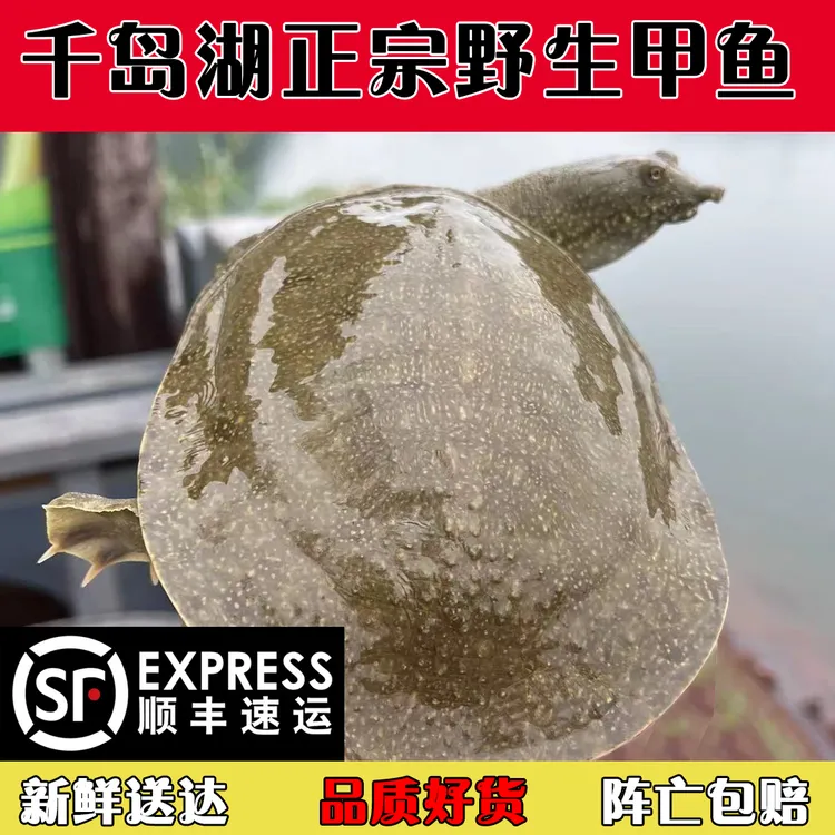 千岛湖正宗生态甲鱼团鱼渔民捕获活体营养滋补顺丰包邮包活到家