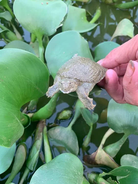 正宗外塘冷水甲鱼苗中华甲鱼鳖活力100