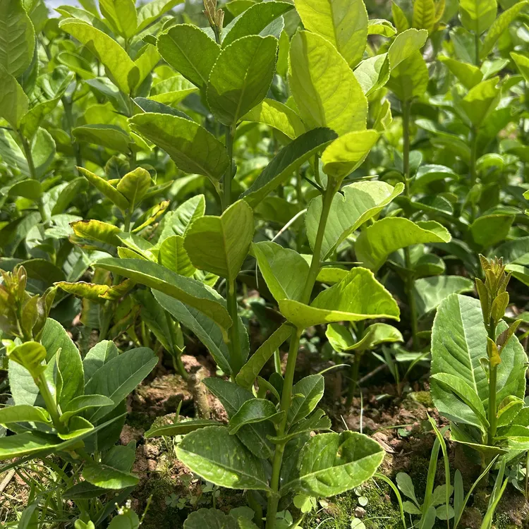 云南高山水果脆皮香橼苗佛手苗（备注需要几颗香橼苗和佛手苗）