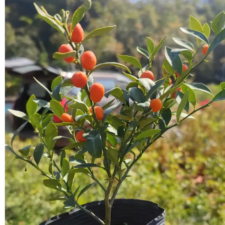 豆豆盆景素材苗庭院栽培办公室客厅好养易活四季常植物绿枝条茂密