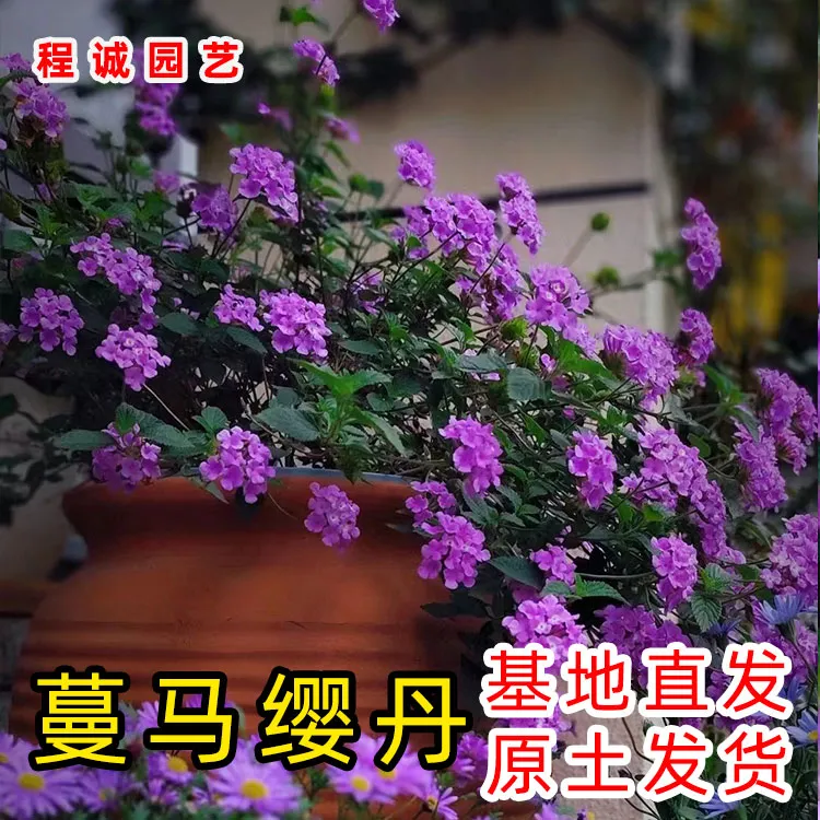 蔓马缨丹花苗驱蚊草植物四季庭院盆栽阳台马樱花五色梅马缨花