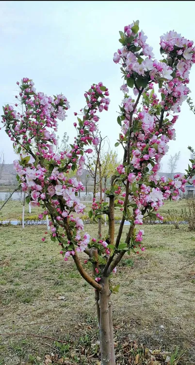 西府海棠5公分粗度苗木精品树苗庭院室外四季种植耐寒耐热风景树