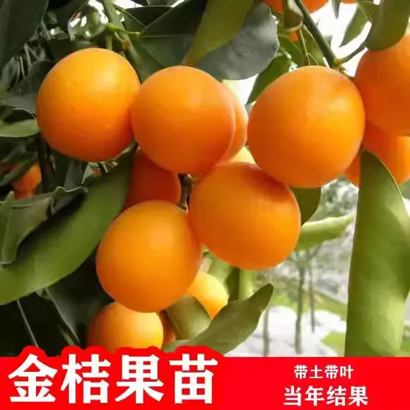 鸿蓓湫金桔苗金桔树苗金橘树苗金橘苗当年结果